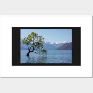 That Wanaka Tree Posters and Art